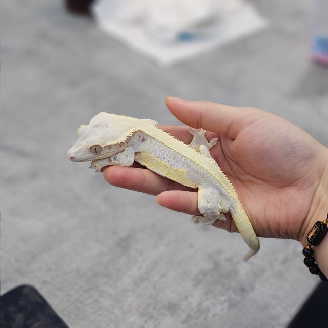 릴리화이트 풀핀 화이트