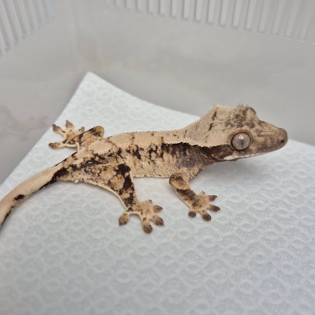 노멀 트라이 화이트스팟