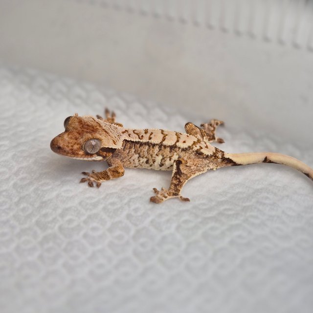 노멀 트라이 화이트스팟 익스트림할리퀸 화이트 텐저린