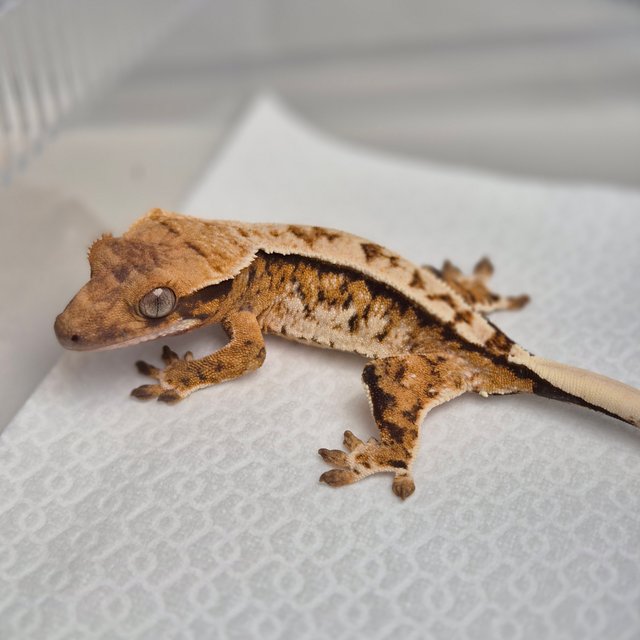 노멀 화이트스팟 할리퀸 텐저린 트라이 풀핀