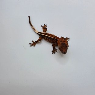 모카X흑룡3차