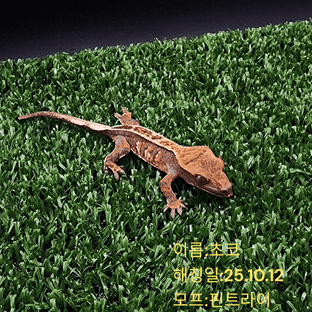 트라이 익스트림할리퀸