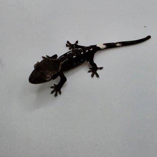 깜시X흑룡2차