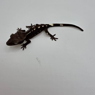 쪼꼬