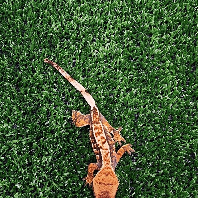 트라이 익스트림할리퀸 텐저린