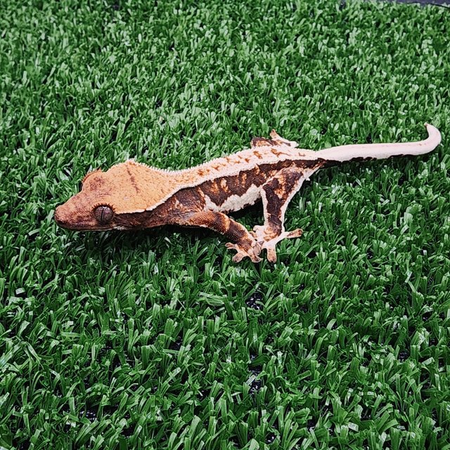 트라이 릴리화이트