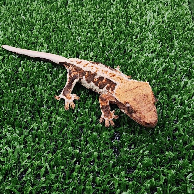 트라이 릴리화이트