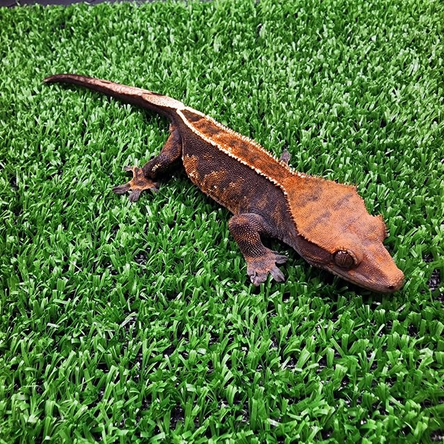 카푸치노 풀핀 화이트핀