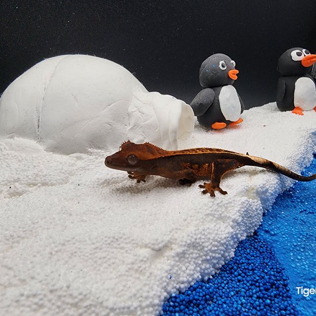 다크 풀핀 쿼드