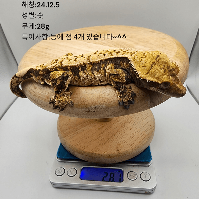 트라이 익스트림할리퀸 화이트스팟