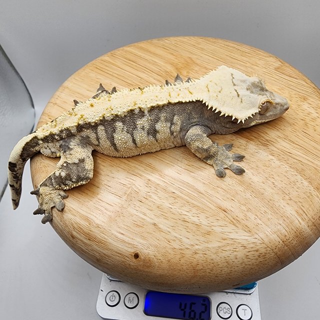 화이트스팟 트라이