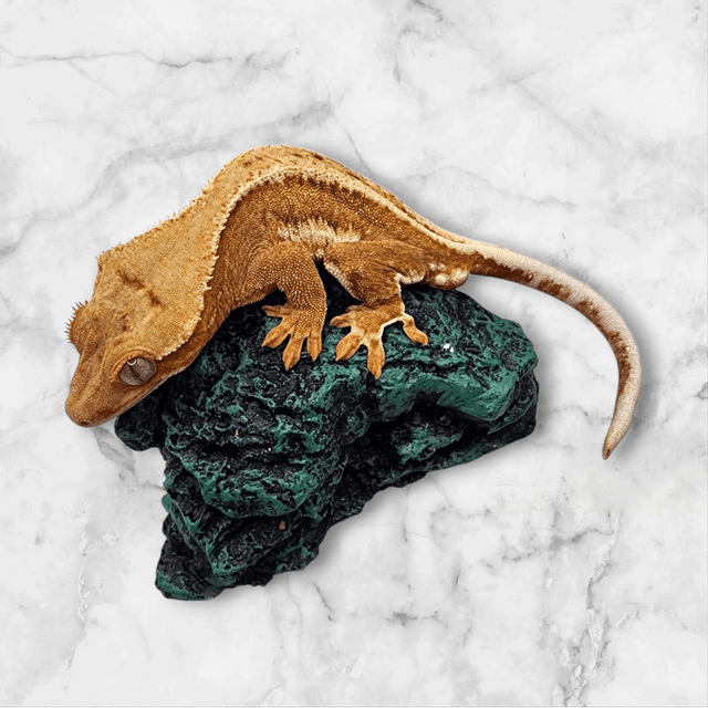 레드 릴리화이트