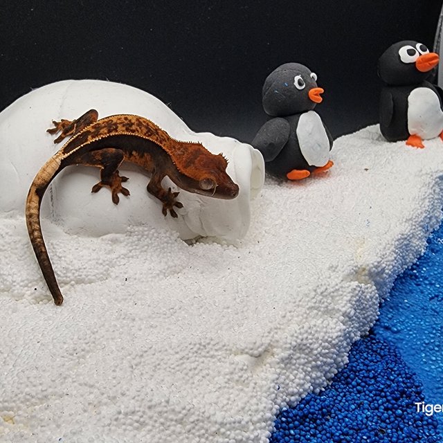 다크 풀핀 쿼드