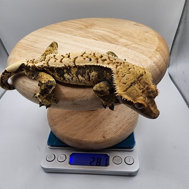 트라이 익스트림할리퀸 화이트스팟