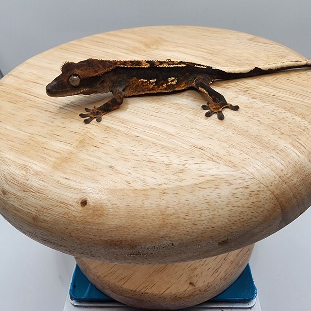 다크 트라이 익스트림할리퀸