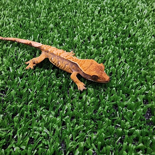 트라이 익스트림할리퀸 화이트크라운