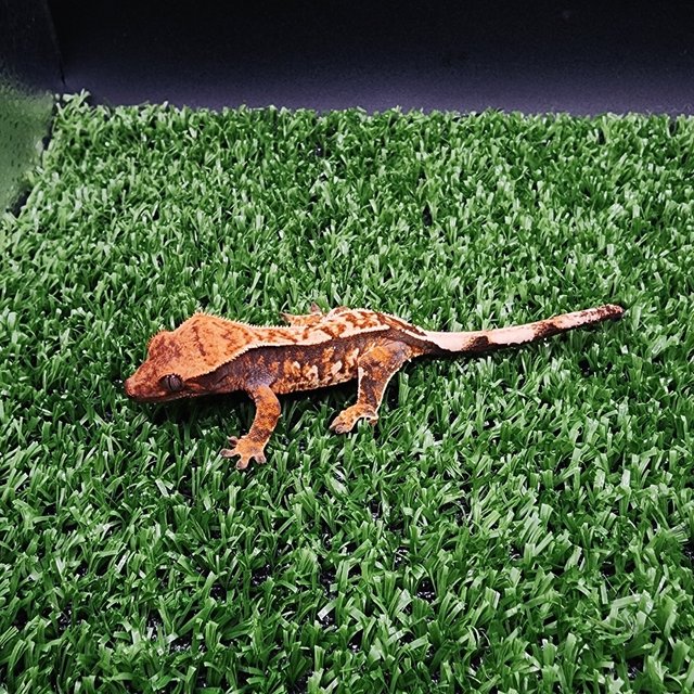 트라이 익스트림할리퀸 텐저린