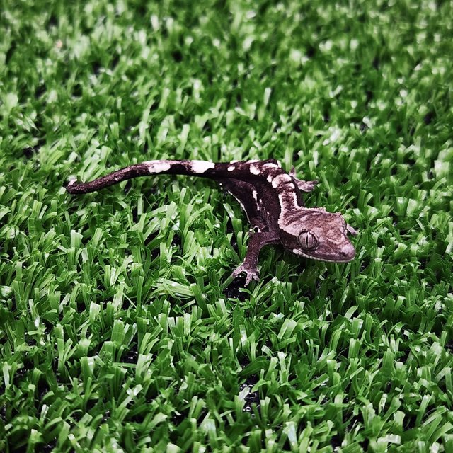 아잔틱 화이트크라운 화이트포트홀