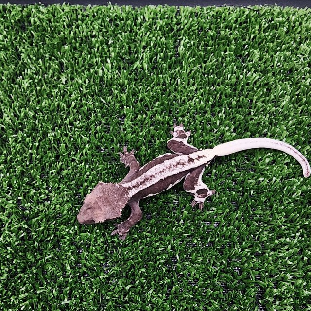 릴잔틱 풀핀 화이트핀