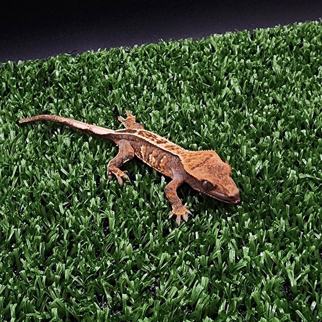 트라이 익스트림할리퀸