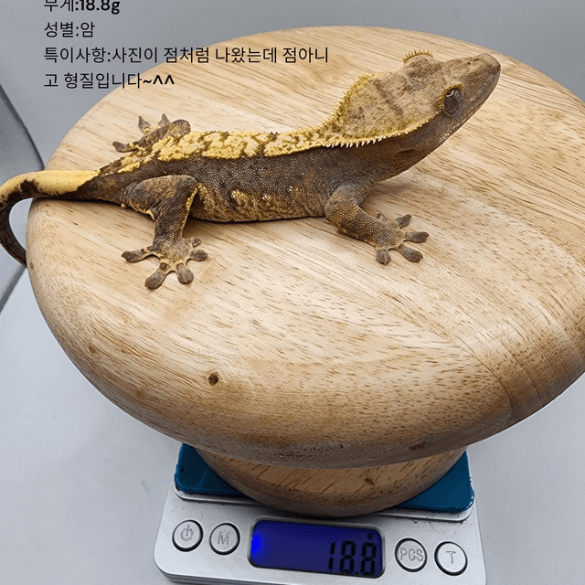 트라이 할리퀸