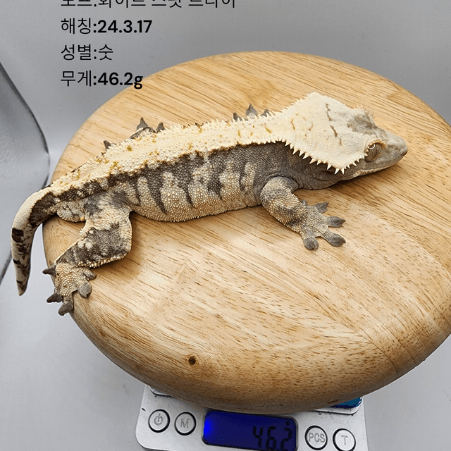 화이트스팟 트라이