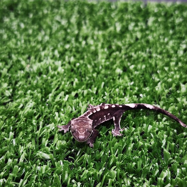 아잔틱 화이트크라운 화이트포트홀