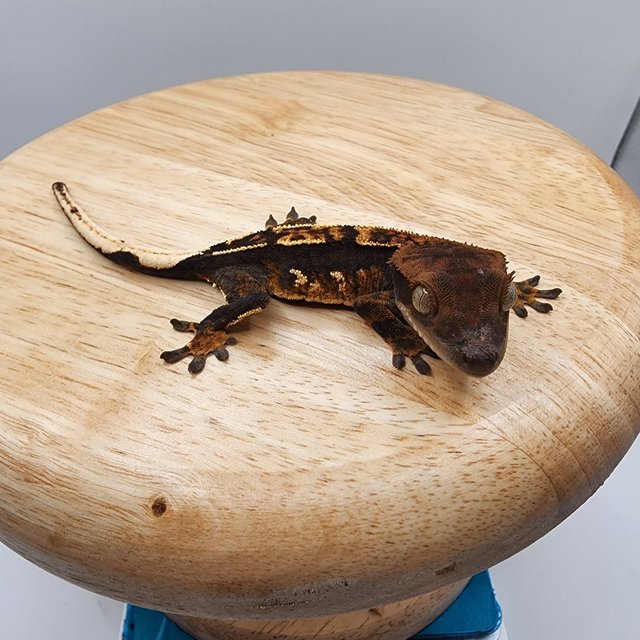 다크 트라이 익스트림할리퀸