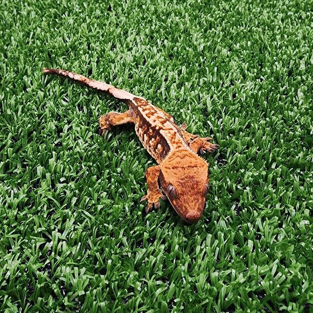 트라이 익스트림할리퀸 텐저린