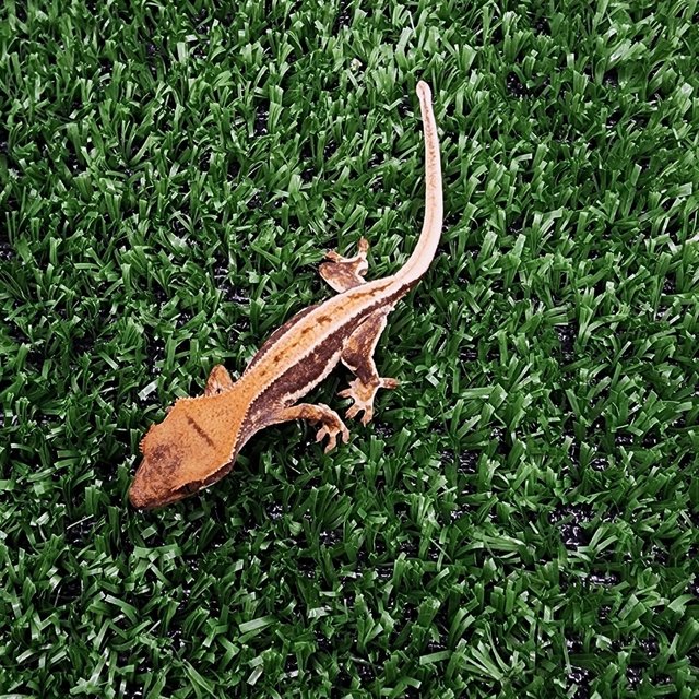 레드 릴리화이트