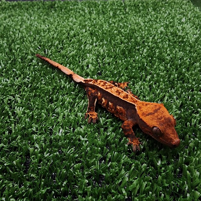 익스트림할리퀸 텐저린 쿼드