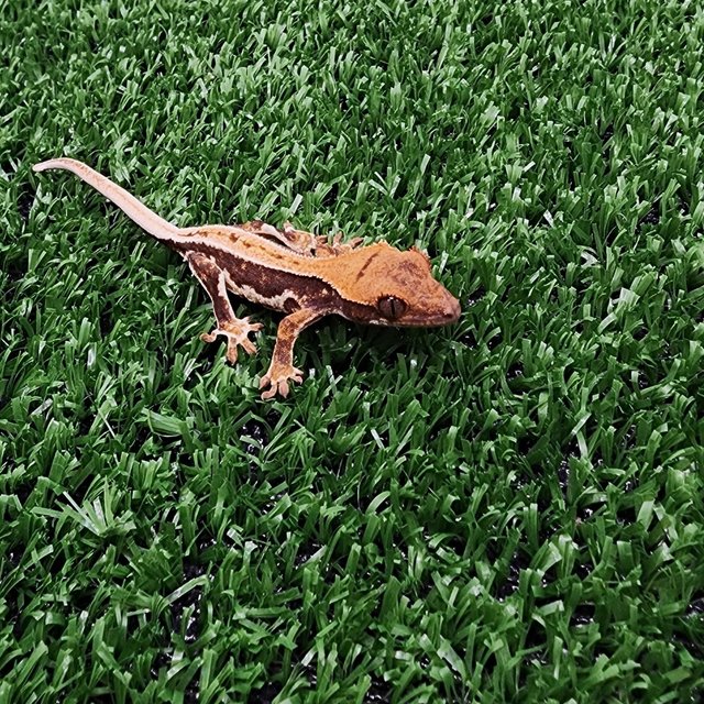 레드 릴리화이트