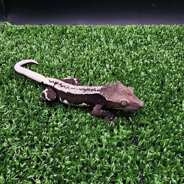 릴잔틱 풀핀 화이트핀