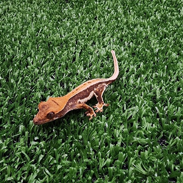 레드 릴리화이트