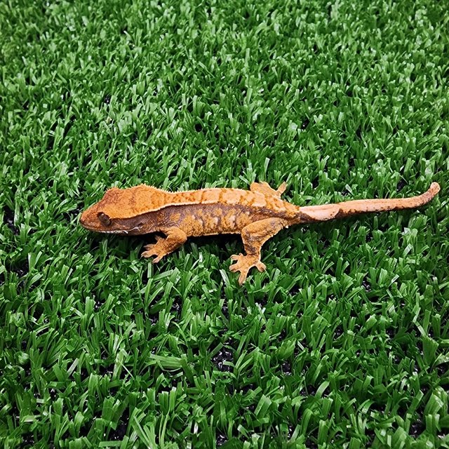 트라이 익스트림할리퀸 화이트크라운