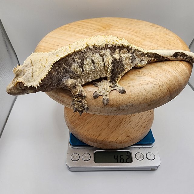 화이트스팟 트라이