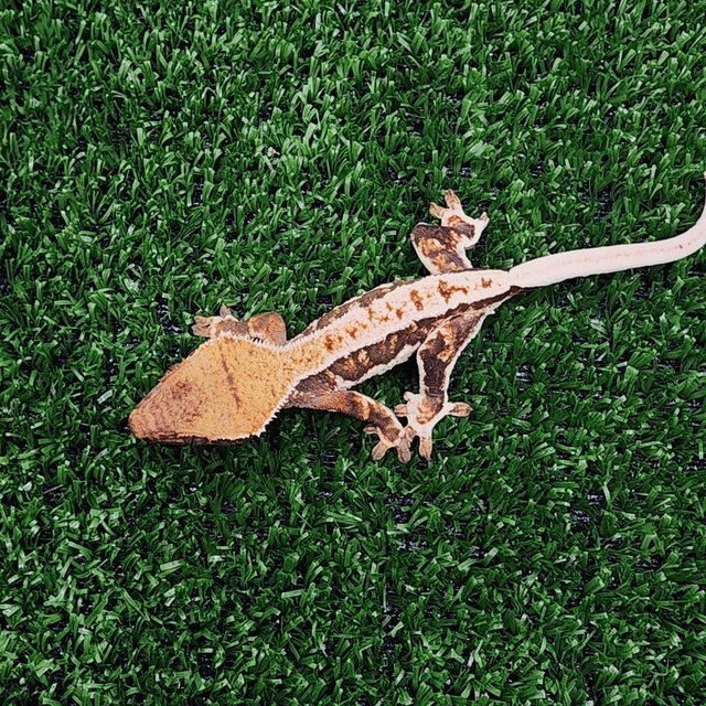 트라이 릴리화이트