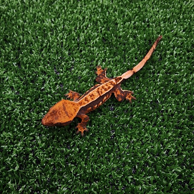 익스트림할리퀸 텐저린 쿼드