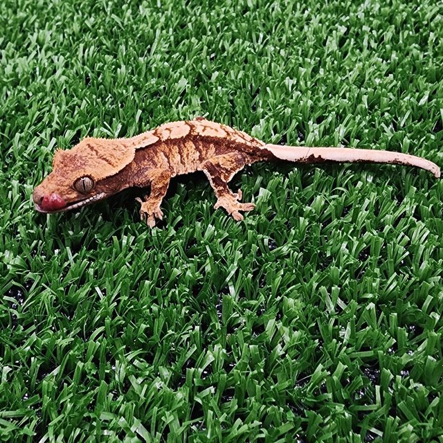 트라이 익스트림할리퀸 화이트크라운 화이트스팟