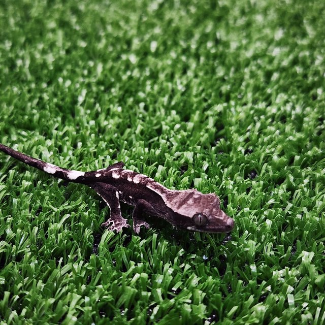 아잔틱 화이트크라운 화이트포트홀