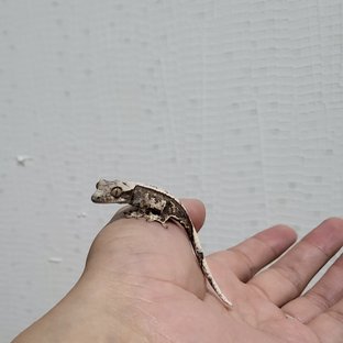 노멀 화이트스팟 화이트