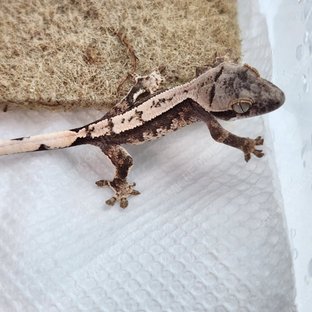 노멀 화이트스팟 화이트