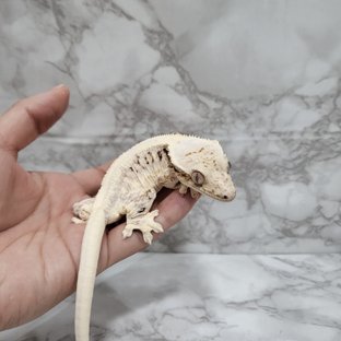 설탕