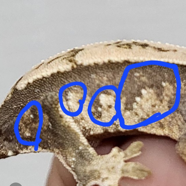 노멀 화이트스팟 화이트