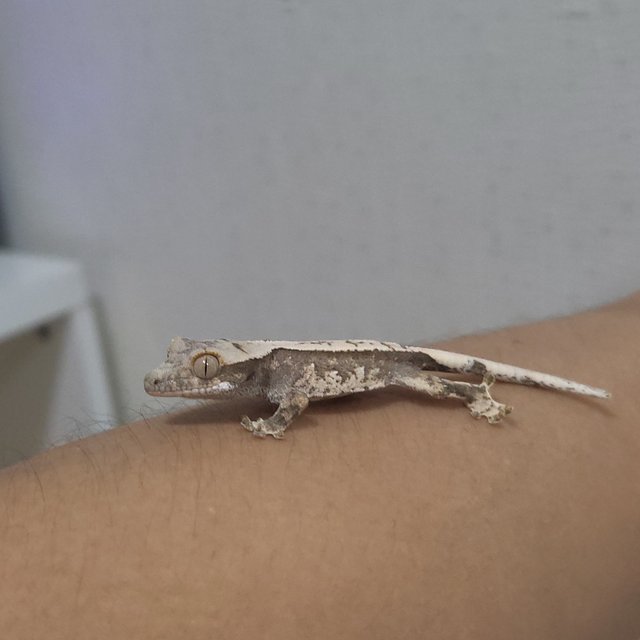 노멀 화이트스팟 화이트