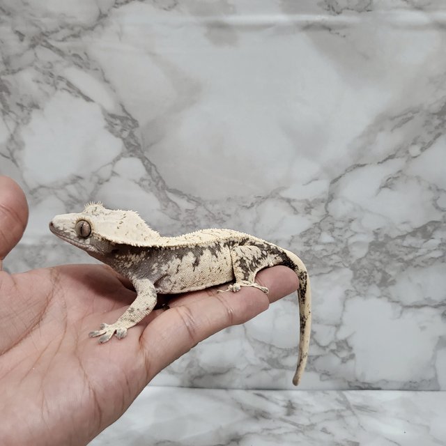 드리피 화이트스팟