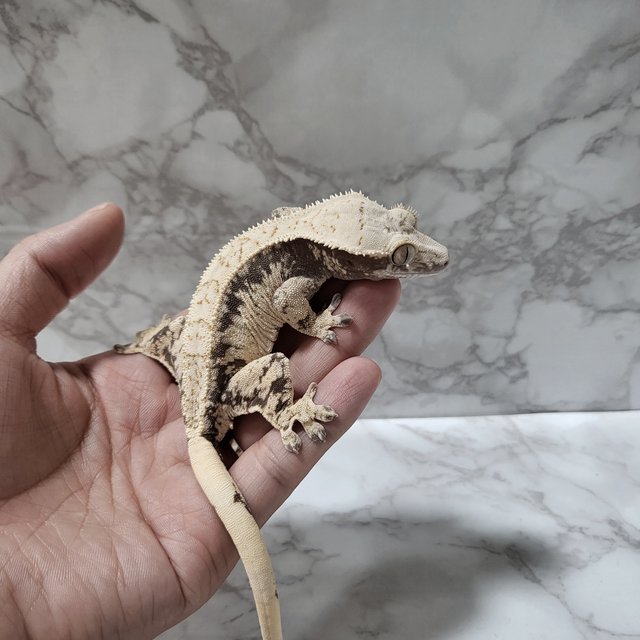 드리피 화이트스팟