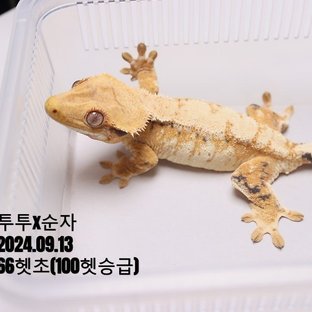 소나