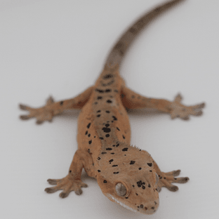 슈퍼달마시안 달마시안