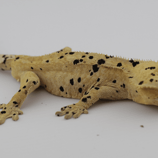 슈퍼달마시안 달마시안